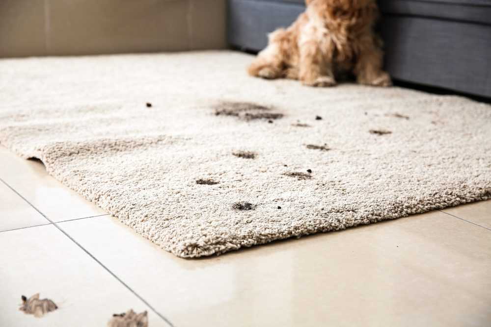 Dog tracking dirt on a white carpet